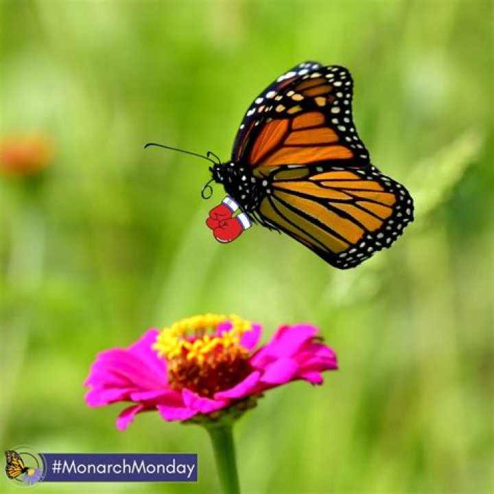 Are Monarchs territorial