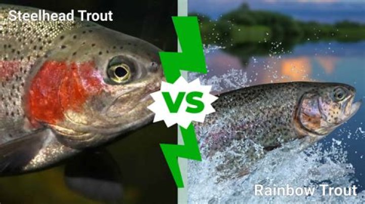 Are weakfish and sea trout the same