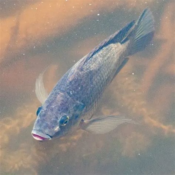 Can Fish Live In The Salton Sea