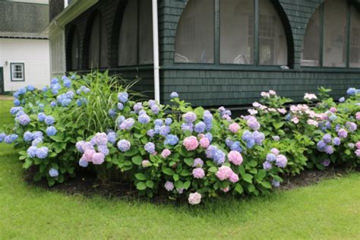 Can hydrangeas be moved