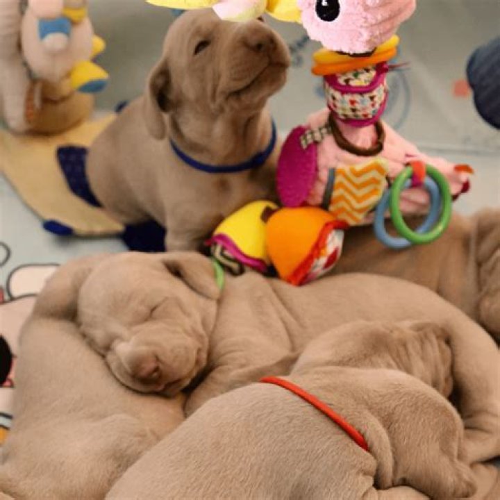 Can I give my 3 week old a pacifier