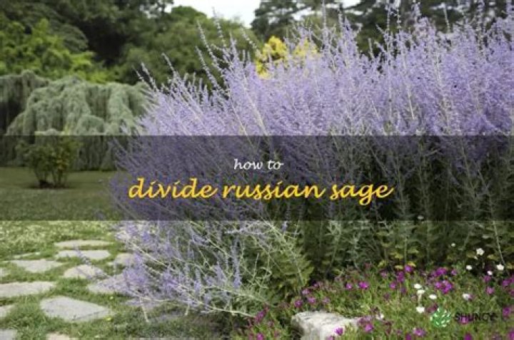 Can you divide Russian sage