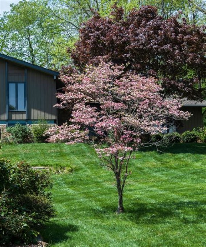 Do dogwood trees grow in Colorado