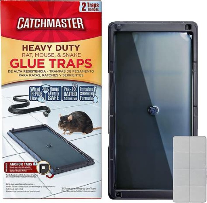 Do mice avoid glue traps