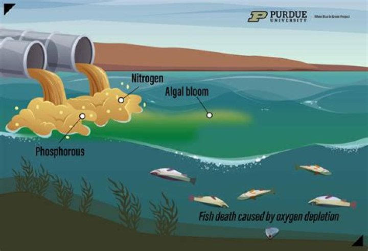Does nitrogen cause eutrophication
