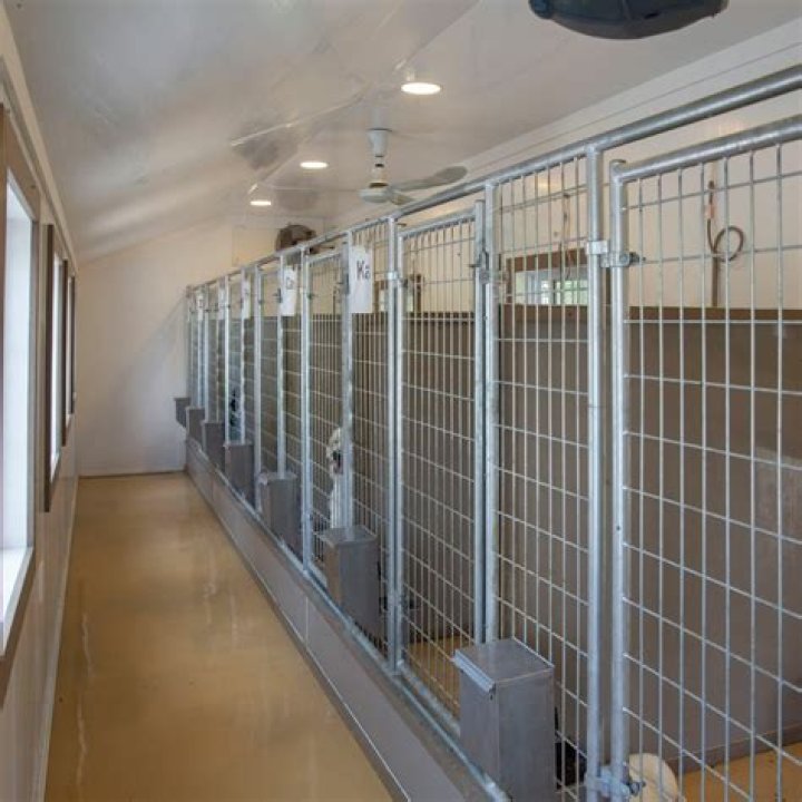 Does Pet Boarding Facilities Take In Dogs In Heat