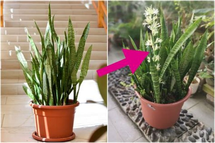Does snake plant attract snakes