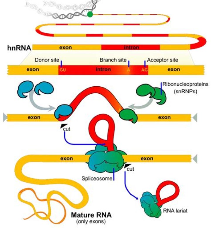 How are introns removed from mRNA