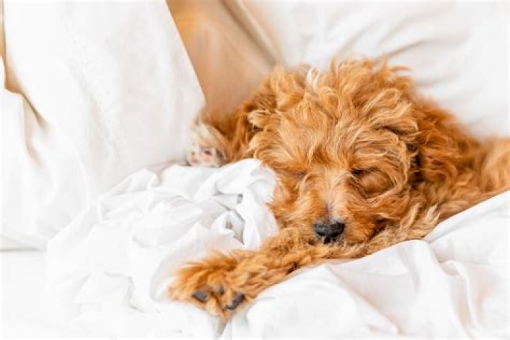 How Do Dogs Make Babies