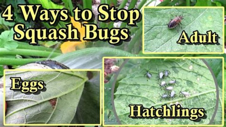How do I keep squash bugs away