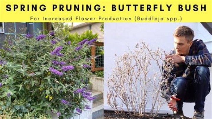 How do I protect my butterfly bush in the winter