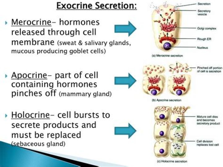 How do Merocrine glands from their secretion