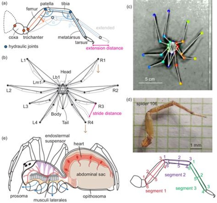 How do spider feet work