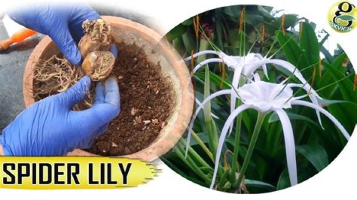 How do spider lilies grow