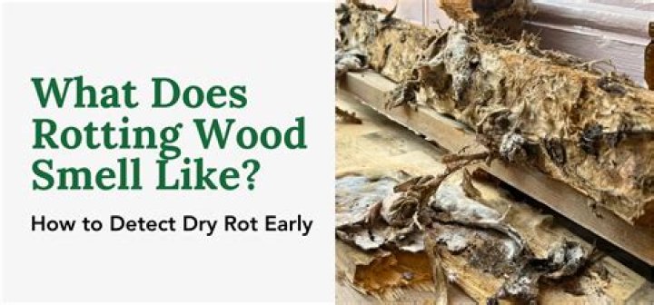 How do you get rid of dry rot smell