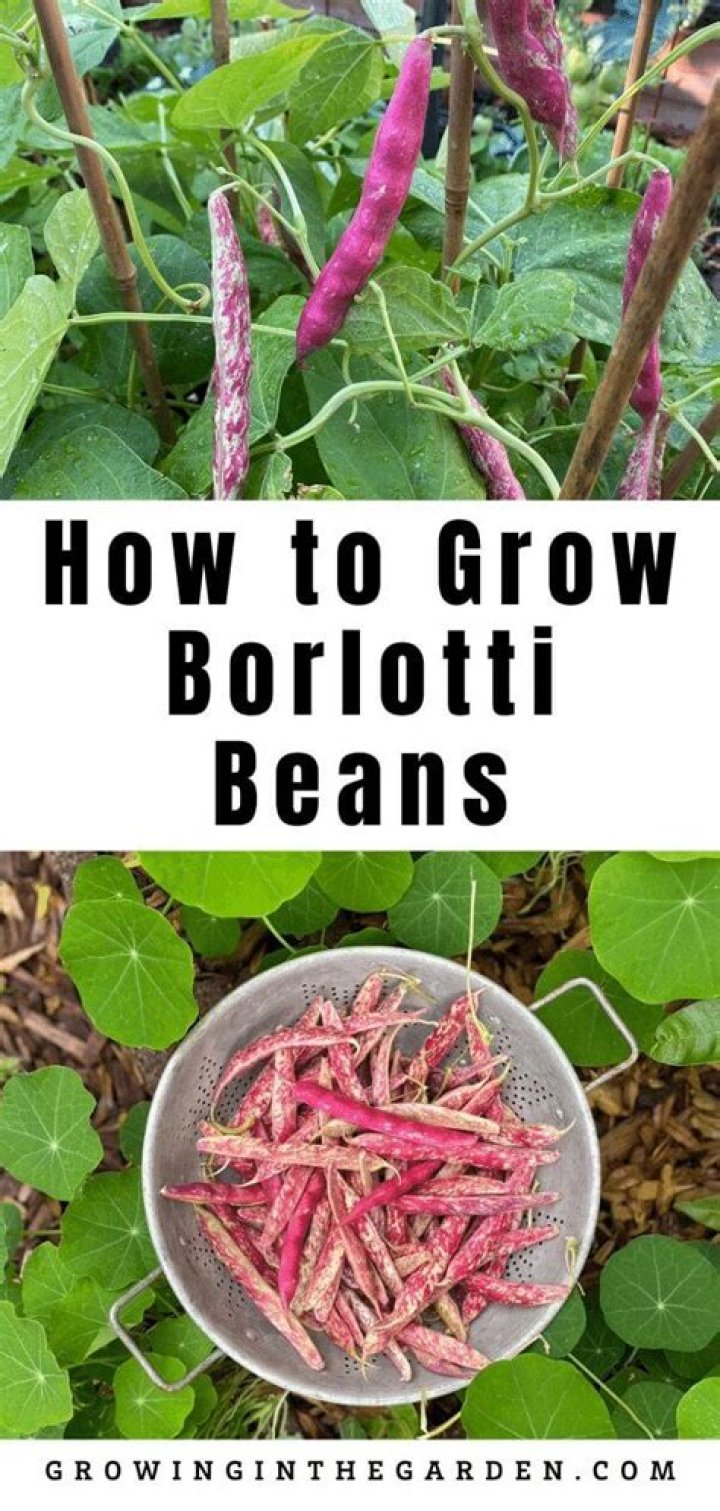 How do you grow borlotti beans