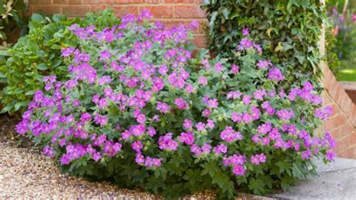 How do you grow hardy geraniums