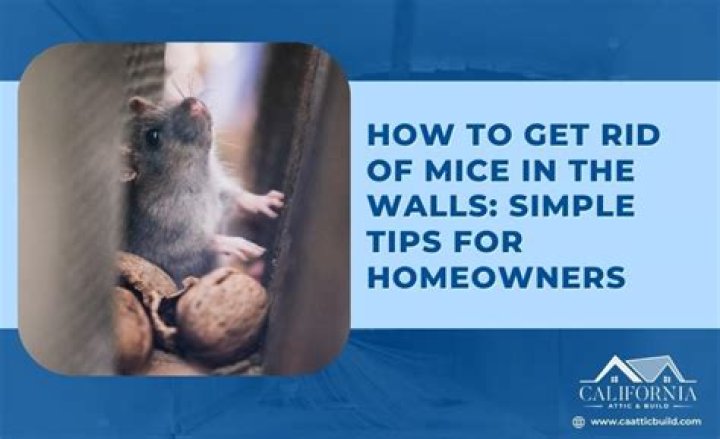 How do you know if you have mice in your walls