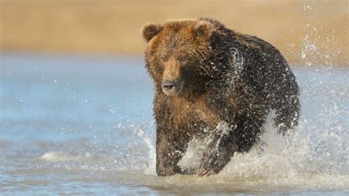 How Fast Can A Grizzly Run