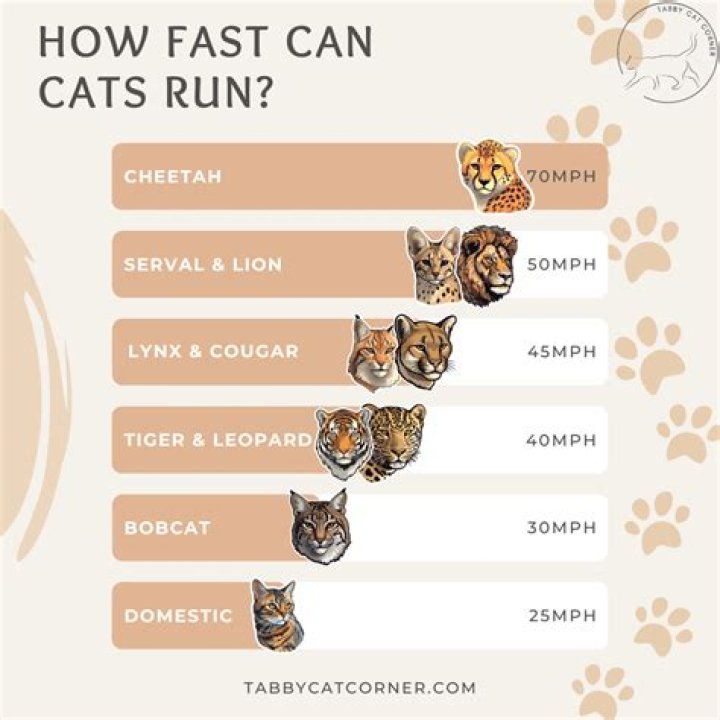 How Fast Does A Cougar Run
