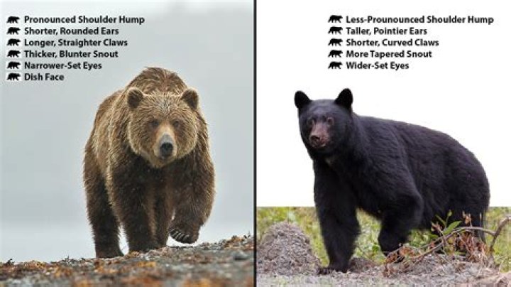 How Fast Is A Brown Bear