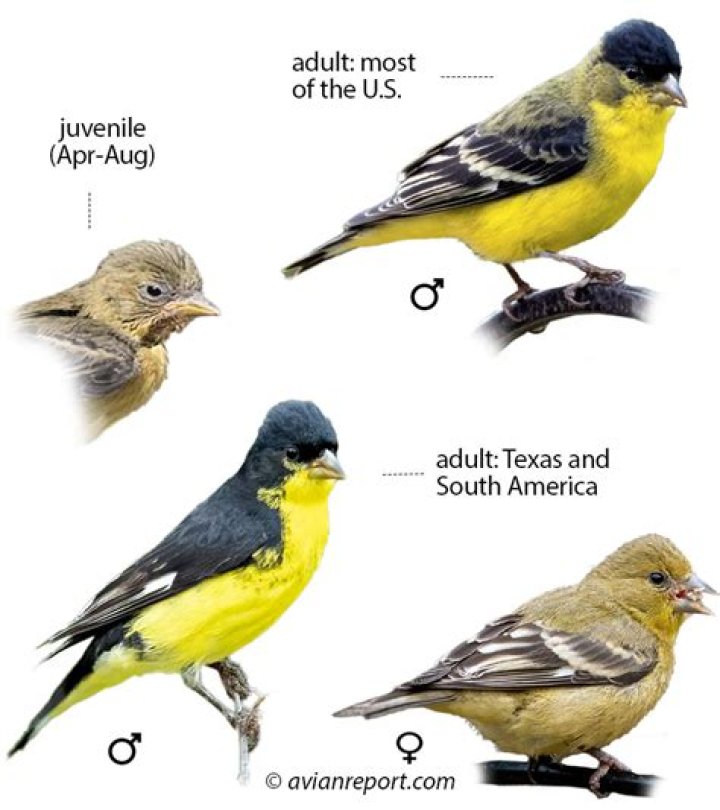 How long does a goldfinch live