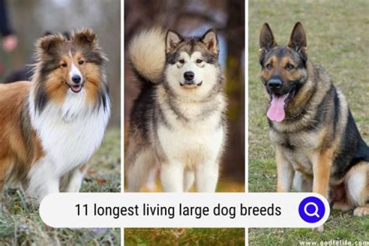 How Long Is The Longest Wiener Dog In The World