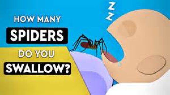 How Many Bugs Do You Swallow In Your Sleep