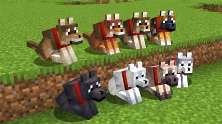 How Many Dogs Did They Use In Air Bud