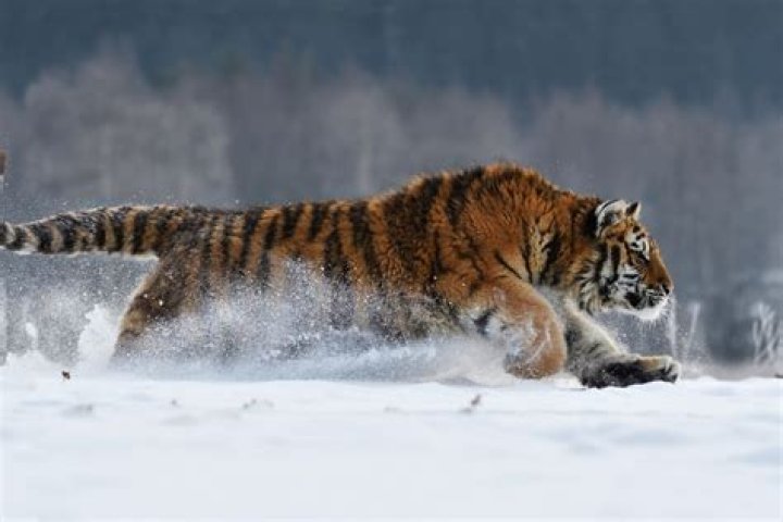 How Many Miles Can A Tiger Run