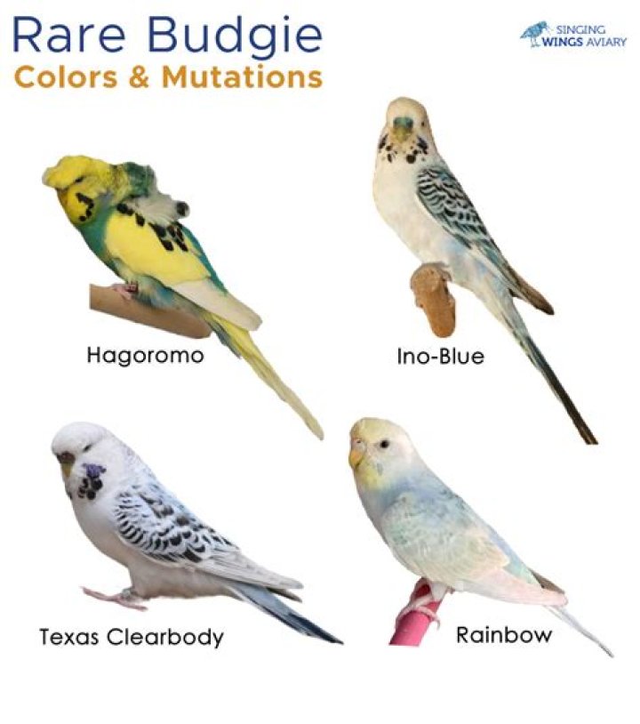How much blood does a budgie have