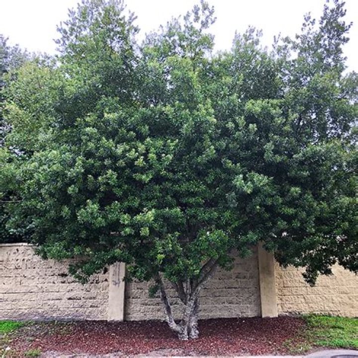 Is a crepe myrtle a tree or a shrub