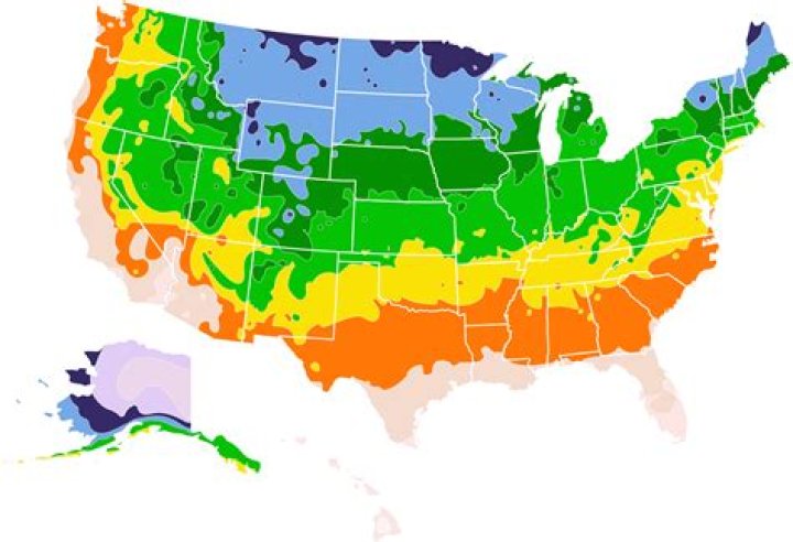 Is amur maple fast growing