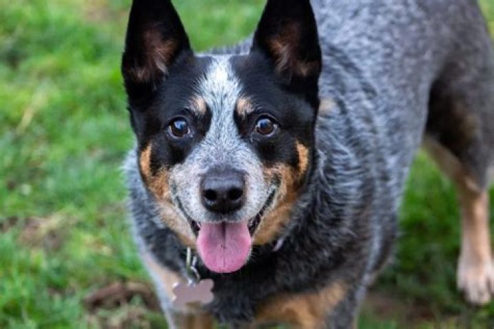 Is Good Pet Australian Cattle Dog With Pit Bull