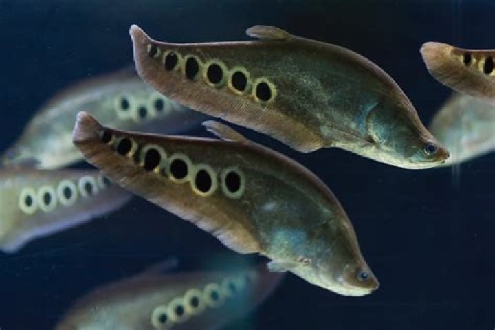 Question: Are Clown Knife Fish Native To Florida