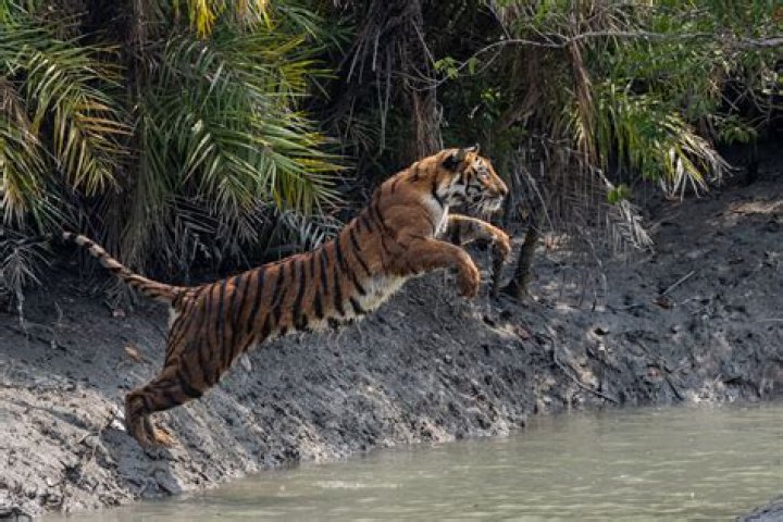 Question: How Far Can A Tiger Leap