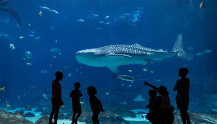 Question: How Many Whale Sharks Are At The Georgia Aquarium