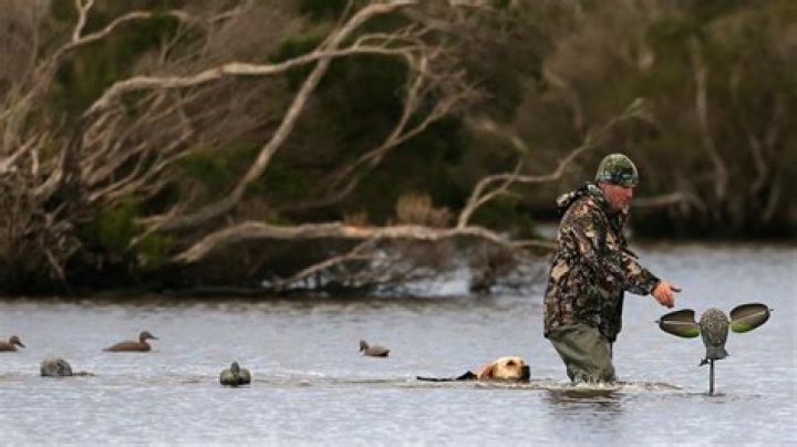 Quick Answer: When Is Duck Hunting Season In North Carolina