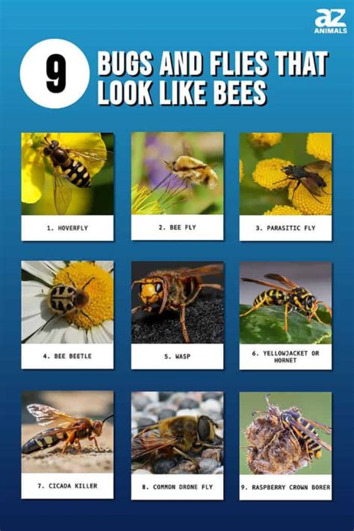 What are those tiny bees called
