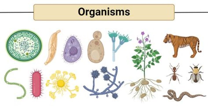 What are traits of organisms and what do they do