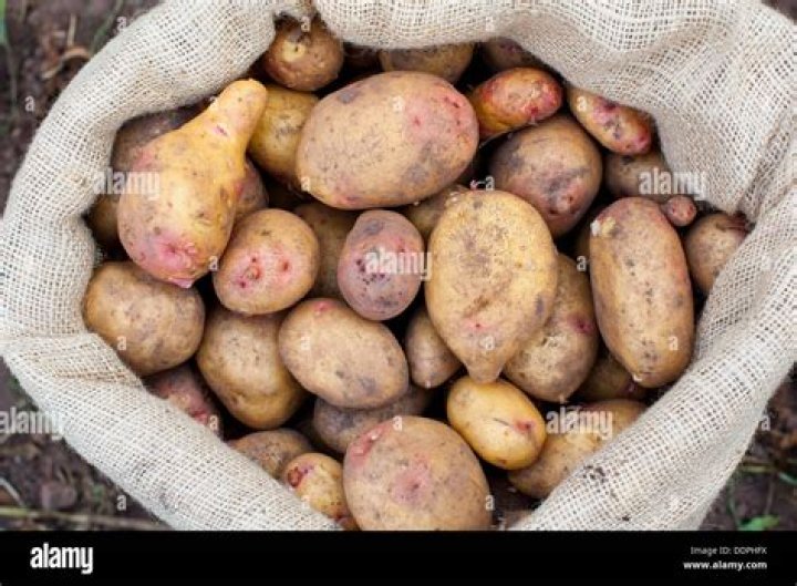 What can I do with freshly picked potatoes