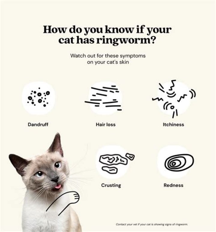 What can I give my cat for ringworm