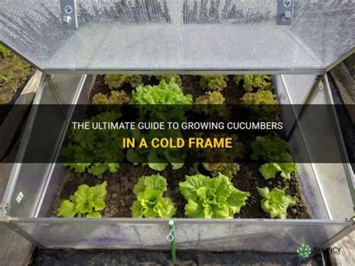 What can I grow in cold frame