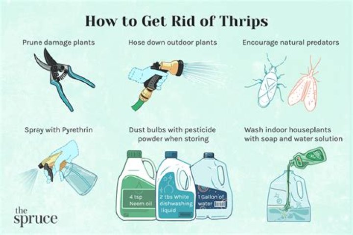 What can I use for thrips