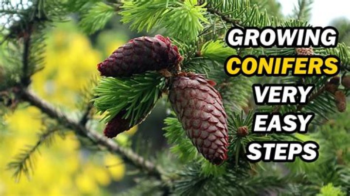 What do conifers need growing