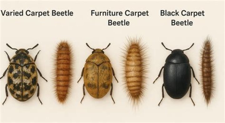 What do you do if you find carpet beetle larvae