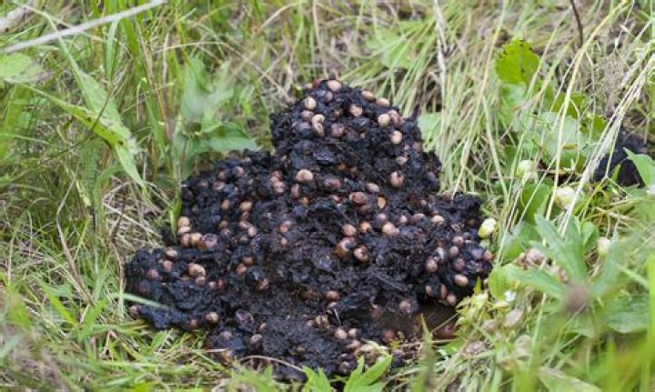 What Does Bear Poop Look Like