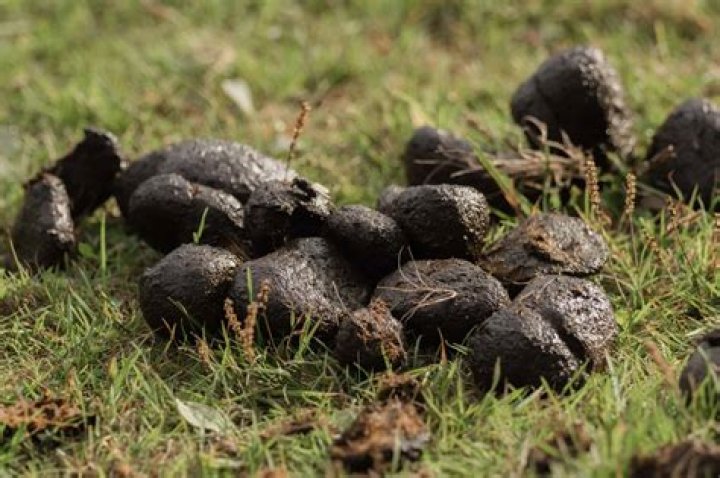 What Does Coyote Poop Look Like Picture