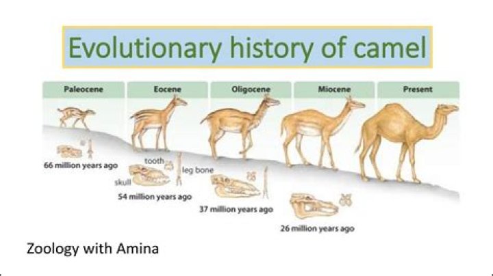 What does Sopwith Camel mean