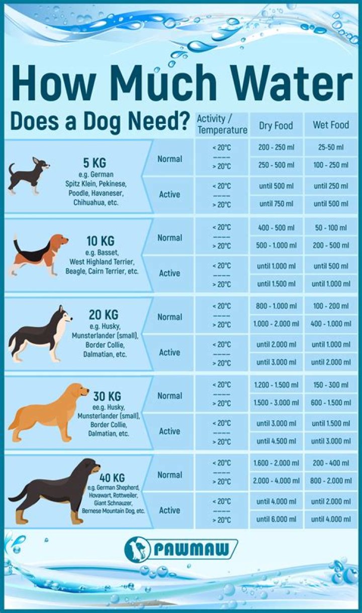 What Is Dog Water